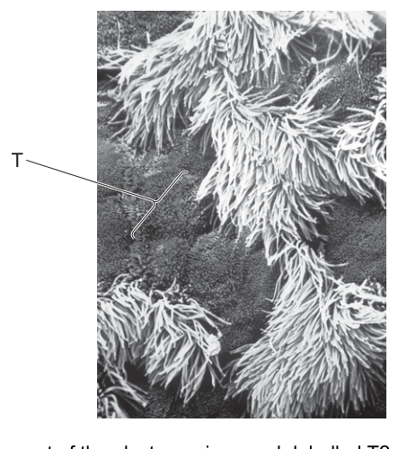 Fig. 32.1