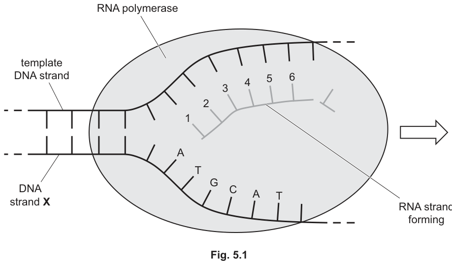 Fig. 5.1