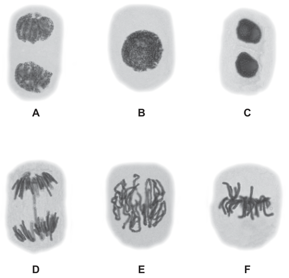 Fig. 6.1