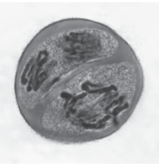 Fig. 5.1