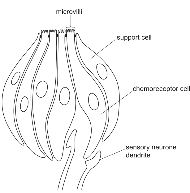 Fig. 10.1