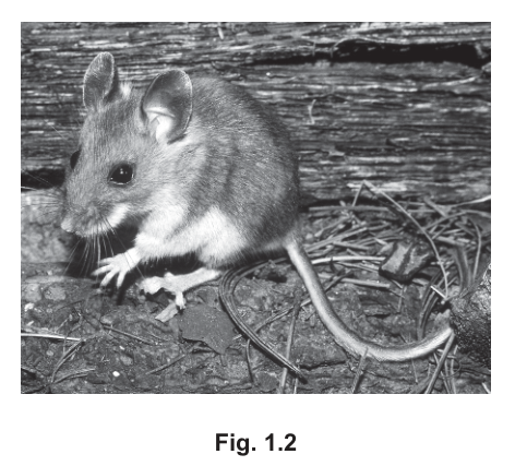 Fig. 1.2
