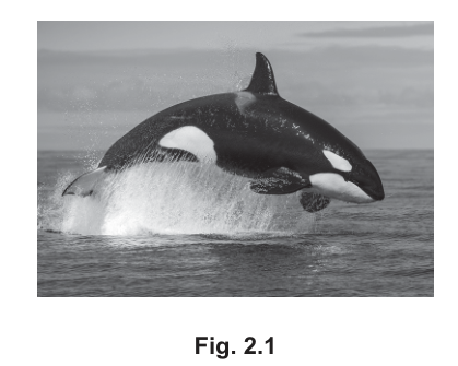 Fig. 2.1