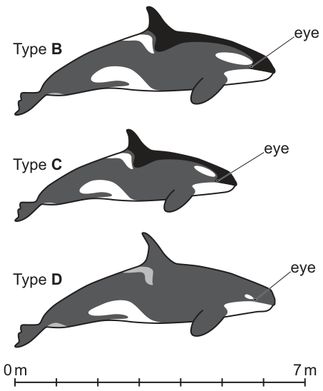 Fig. 2.4