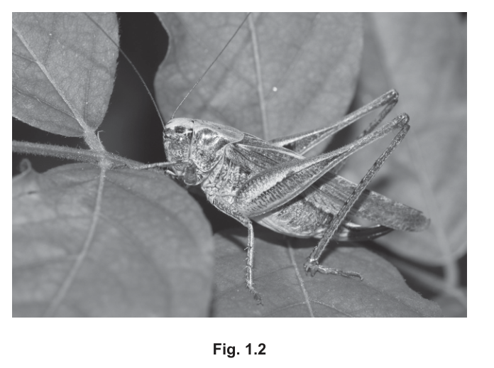 Fig. 1.2