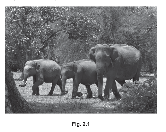 Fig. 2.1