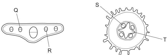 Fig. 30.1