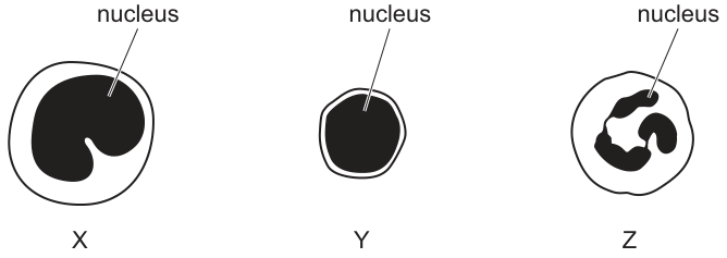 Fig. 31.1