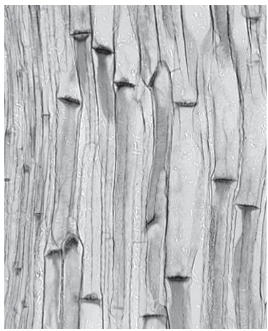 Fig. 27.1