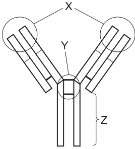 Fig. 36.1