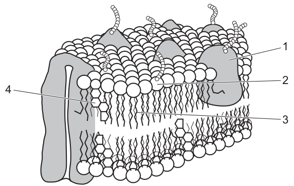 Fig. 17.1