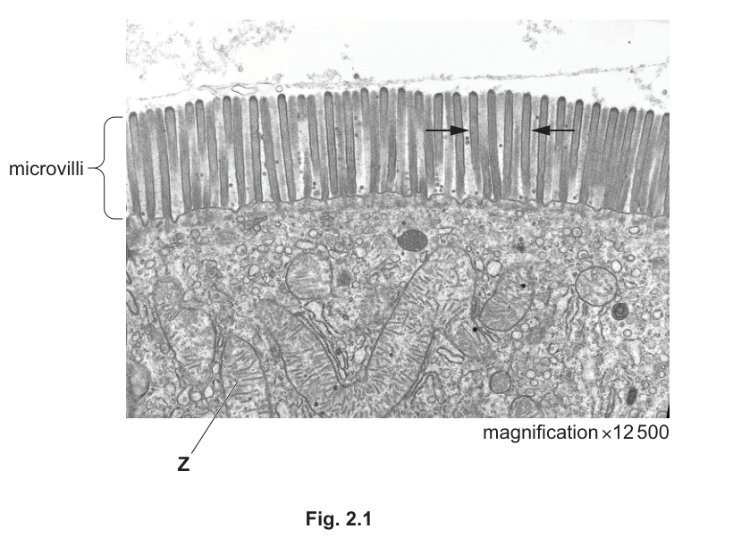 Fig. 2.1
