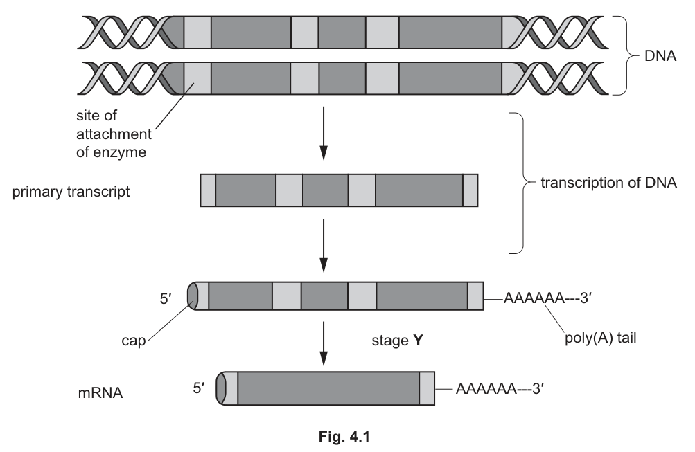 Fig. 4.1