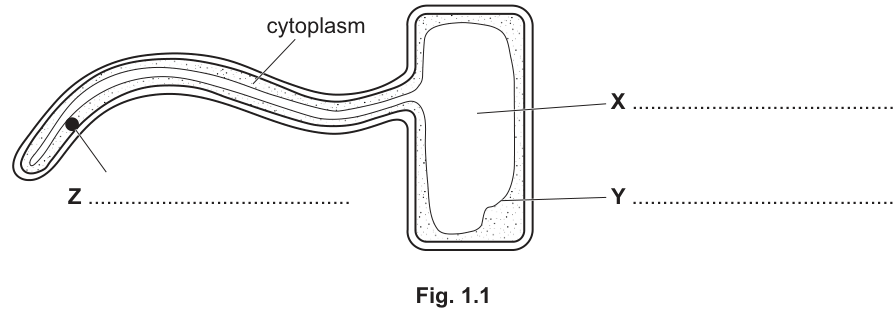 Fig. 1.1