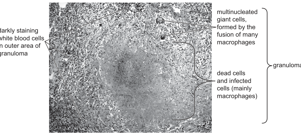 Fig. 4.2