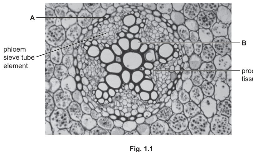Fig. 1.1