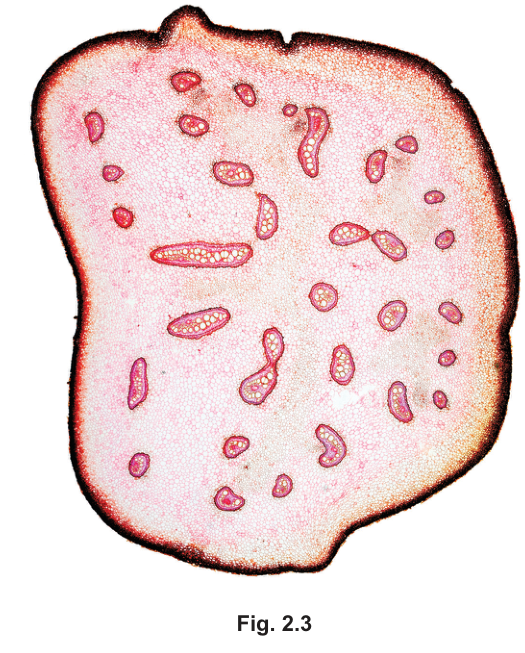 Fig. 2.3