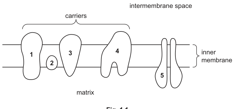 Fig. 1.1