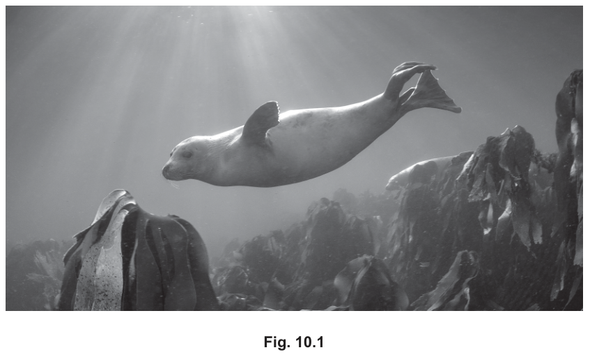 Fig. 10.1