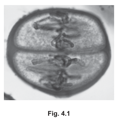 Fig. 4.1