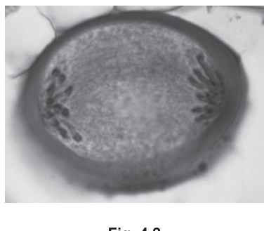 Fig. 4.2