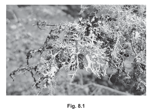 Fig. 8.1