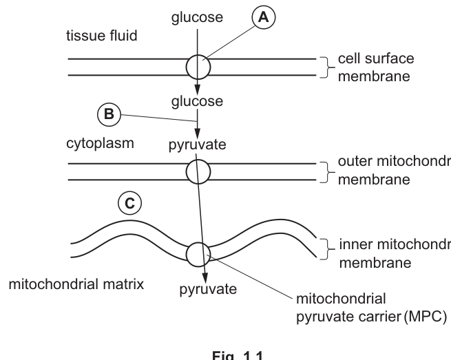 Fig. 1.1