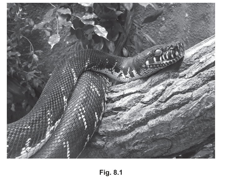 Fig. 8.1