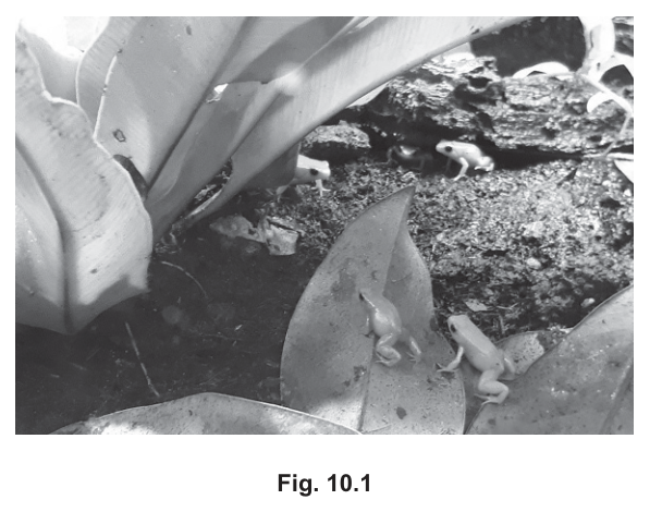 Fig. 10.1