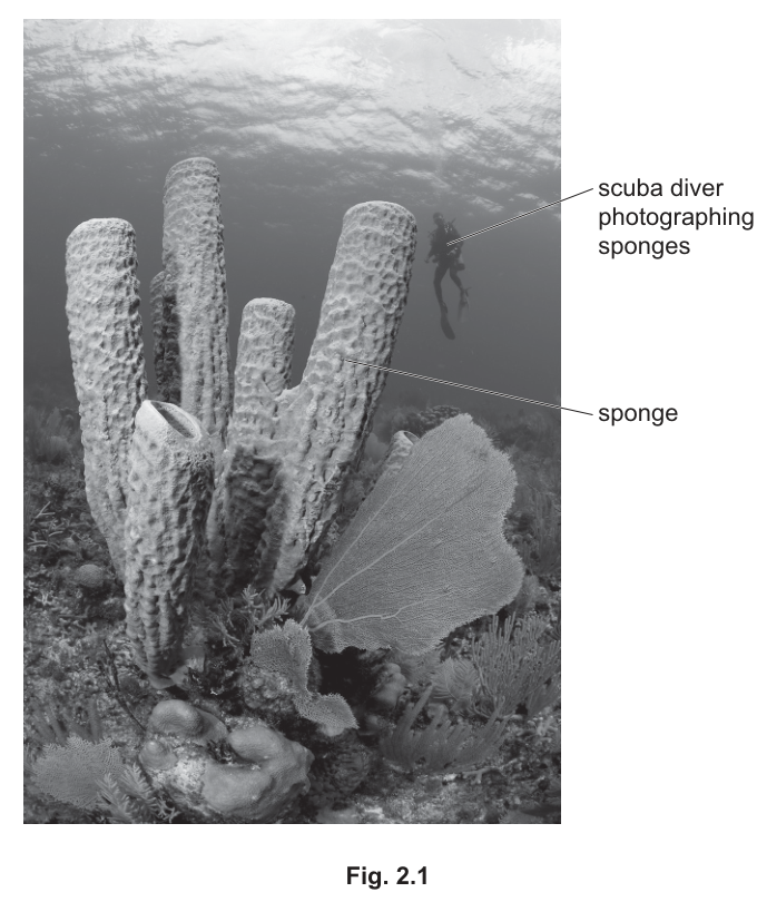 Fig. 2.1