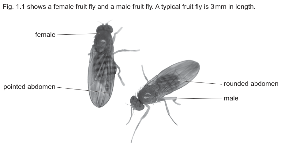Fig. 1.1