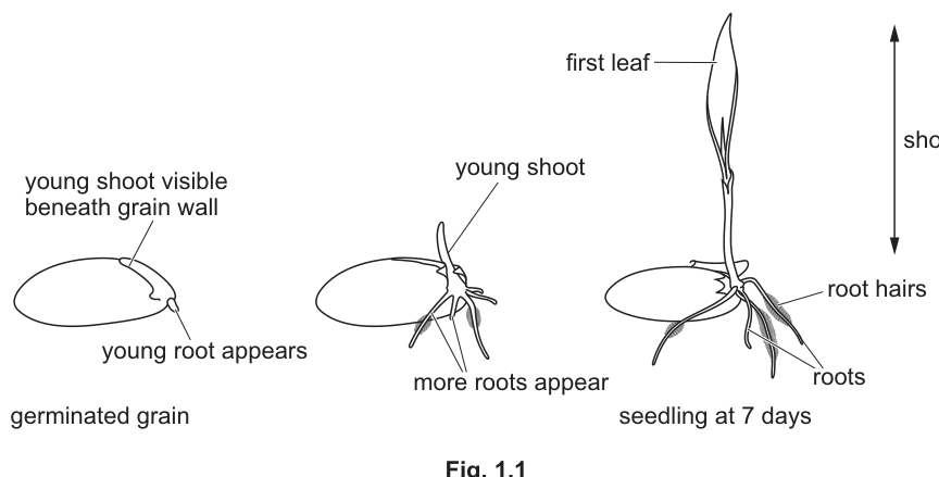 Fig. 1.1