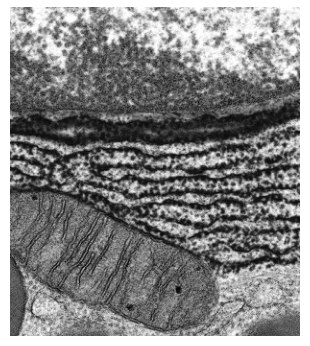 Fig. 4.1