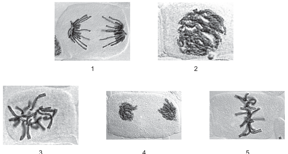 Fig. 21.1