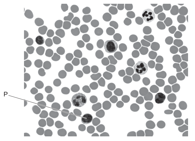 Fig. 33.1