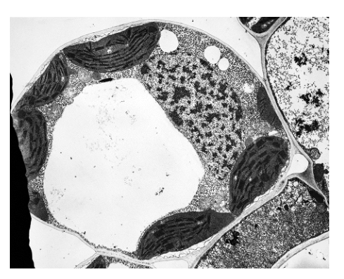 Fig. 5.1