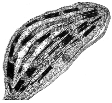 Fig. 4.1