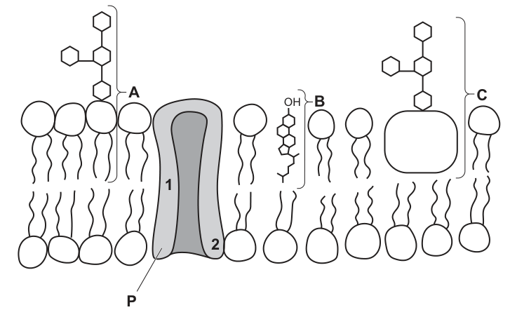 Fig. 1.1