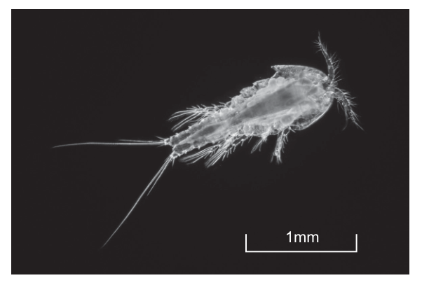 Fig. 4.1