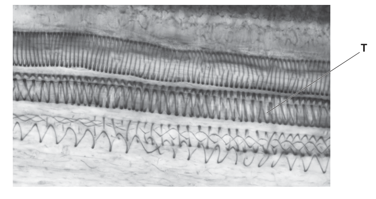 Fig. 5.1