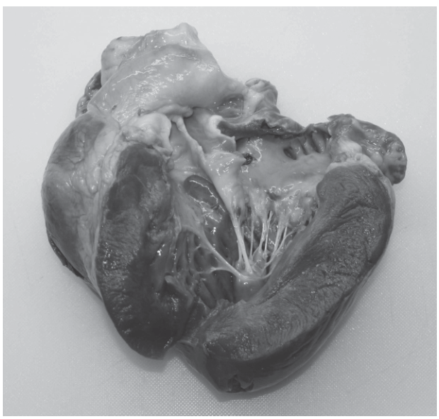 Fig. 6.1