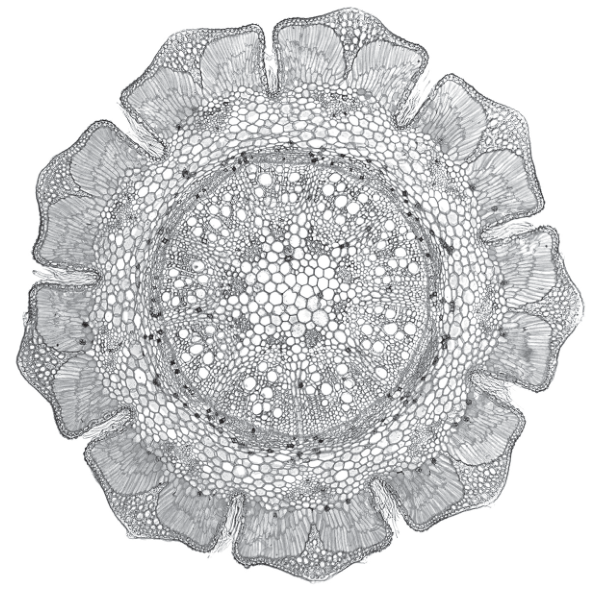 Fig. 2.1