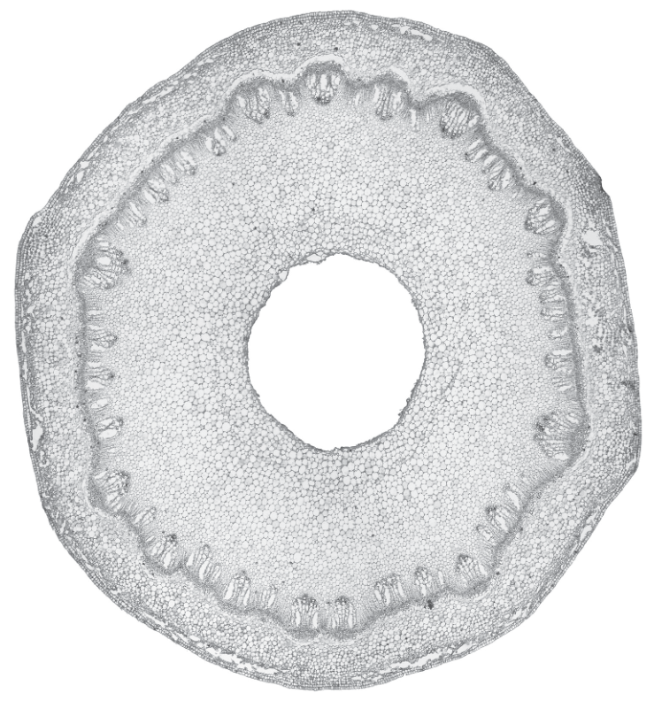 Fig. 2.2