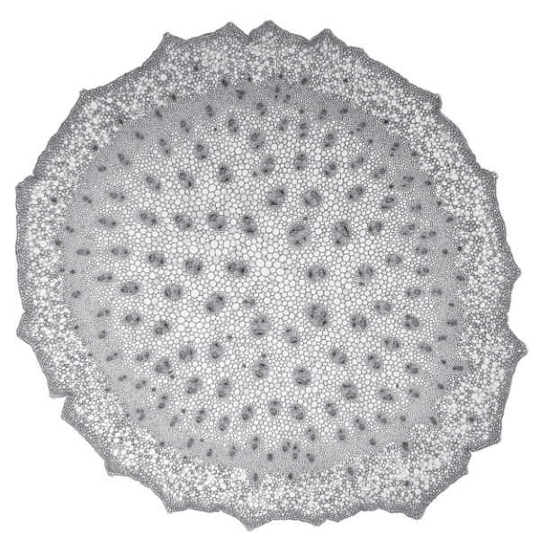 Fig. 2.1