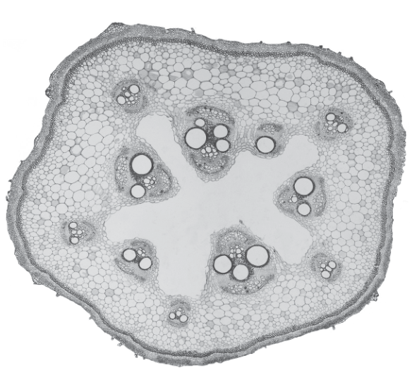 Fig. 2.2