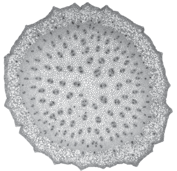 Fig. 2.1