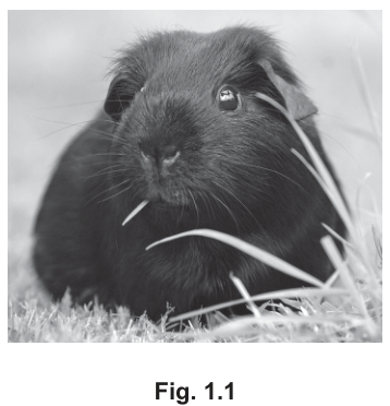 Fig. 1.1
