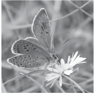 Fig. 9.1