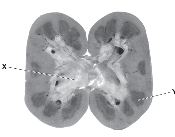 Fig. 9.1