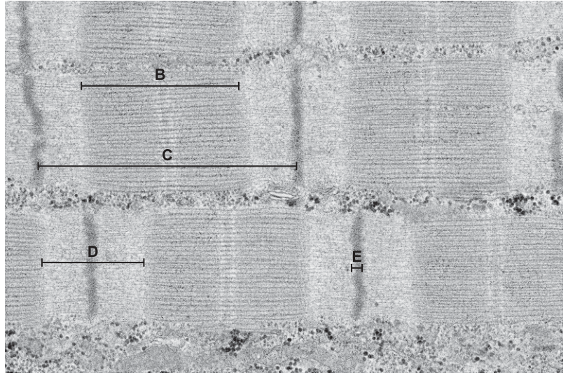Fig. 5.1